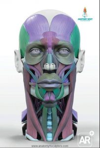 Anatomia de los Músculos Faciales