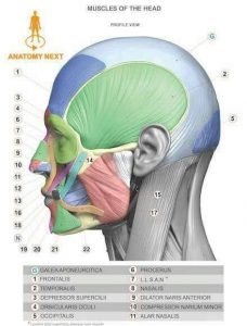 Anatomía de los Músculos Faciales
