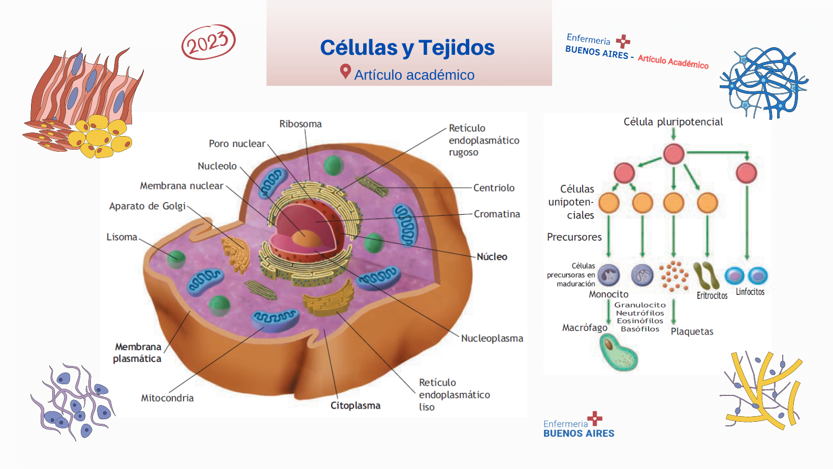 Células y tejidos