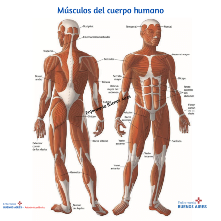 Sistema osteo-muscular