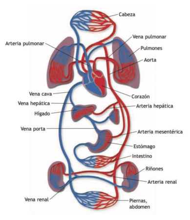Anatomía del aparato cardiovascular y respiratorio